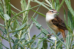 Image of Sedge Warbler