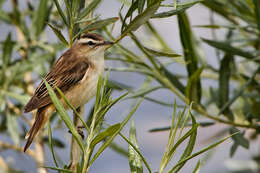 Image of Sedge Warbler