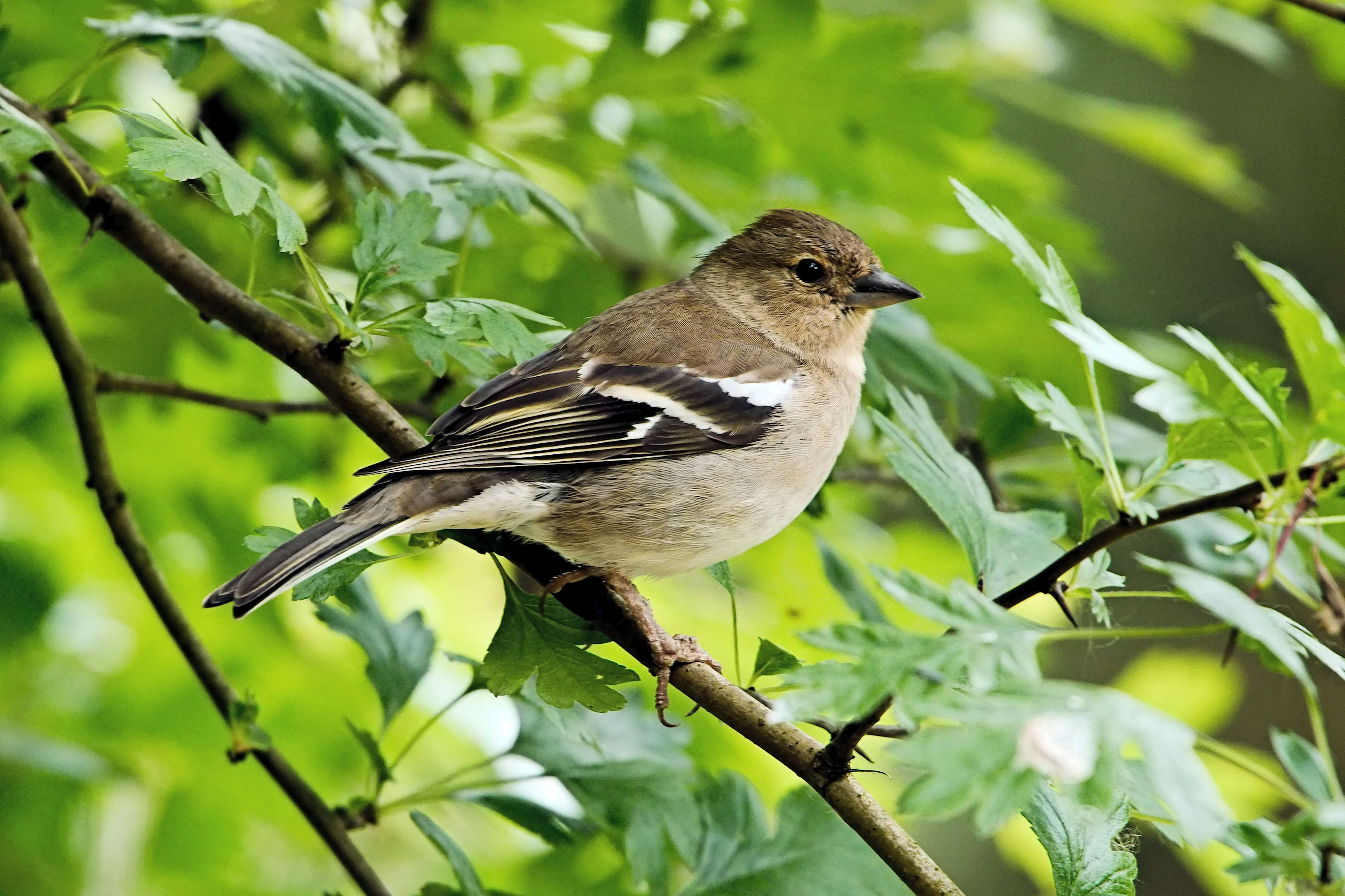 Image of Fringilla Linnaeus 1758