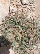 صورة Astragalus desperatus M. E. Jones