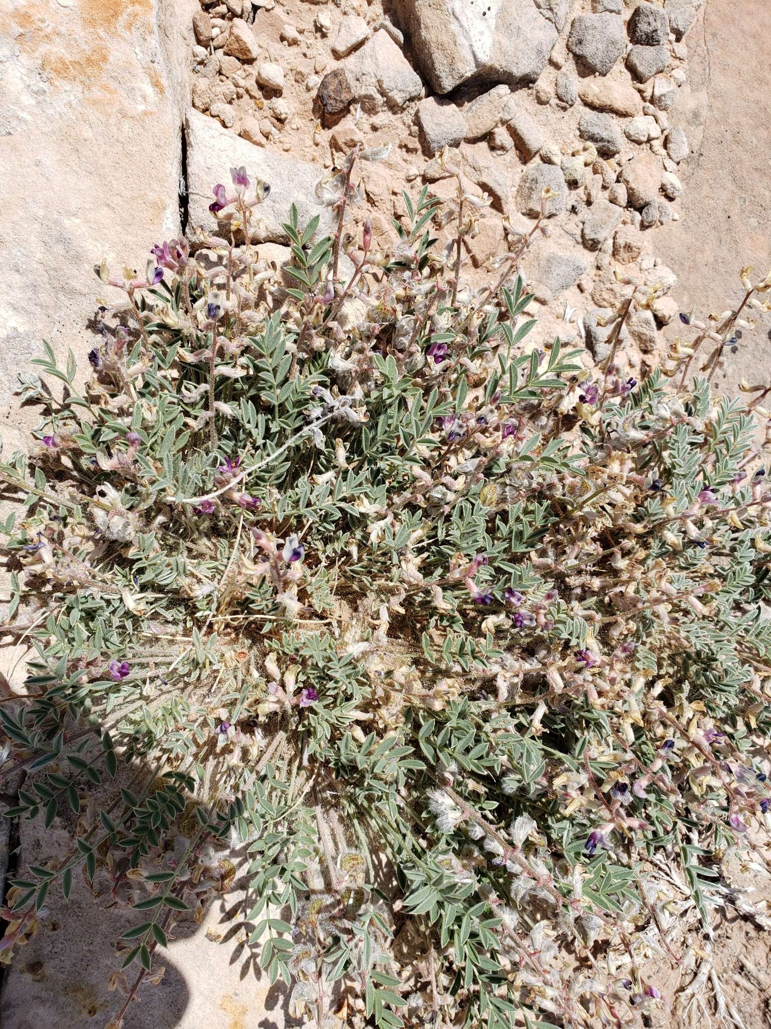 Image of rimrock milkvetch