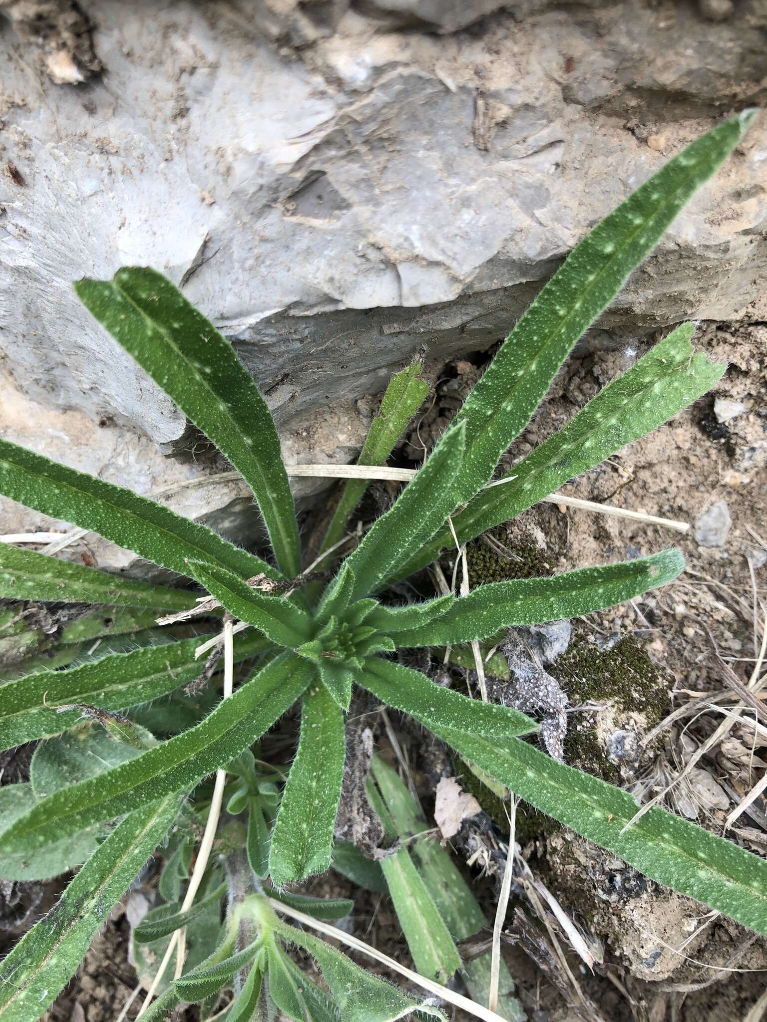 Image of Echium vulgare subsp. pustulatum (Sm.) E. Schmid & Gams