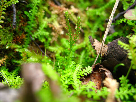 Image of Selaginella helvetica (L.) Spring