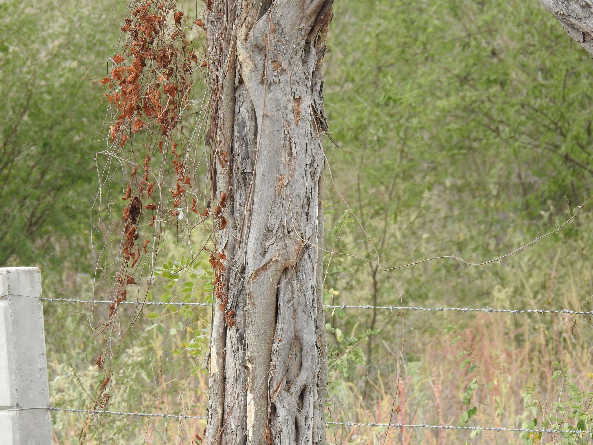 Image of <i>Cenostigma eriostachys</i>