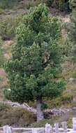 Image of Arolla Pine