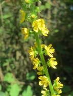 Image of Agrimony