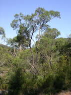 Image of Angophora bakeri E. C. Hall