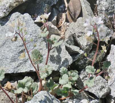 Image of longstalk phacelia