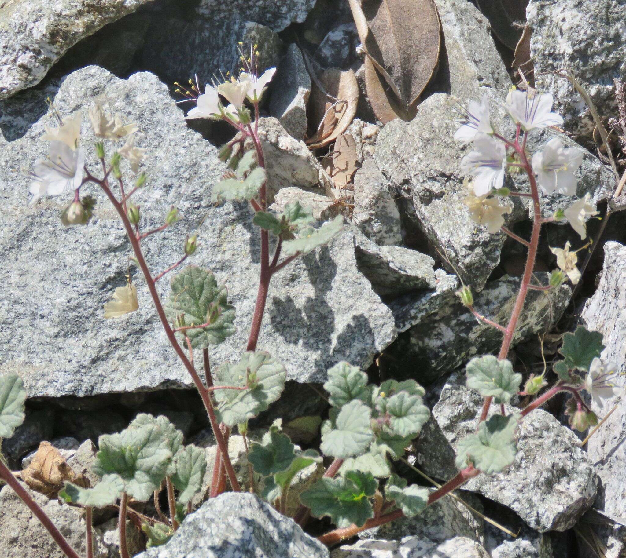 Image of longstalk phacelia