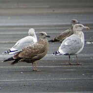 Image of European Herring Gull