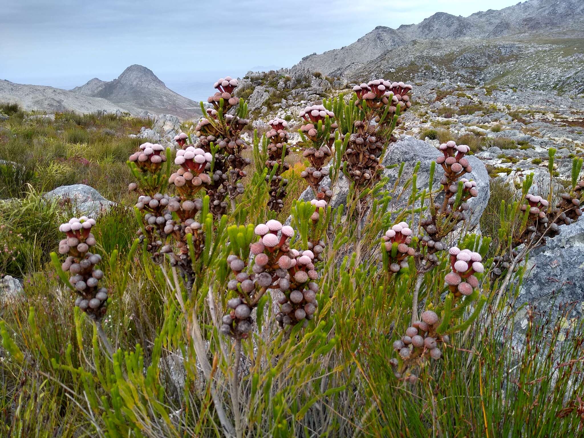 Image of Berzelia stokoei (E. Phillips) A. V. Hall