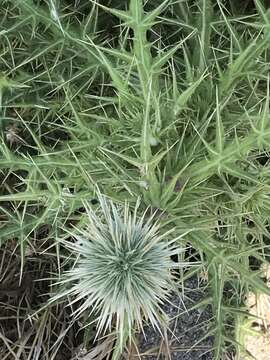 Image of Echinops spinosissimus subsp. spinosissimus