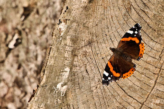 Image of Red Admiral