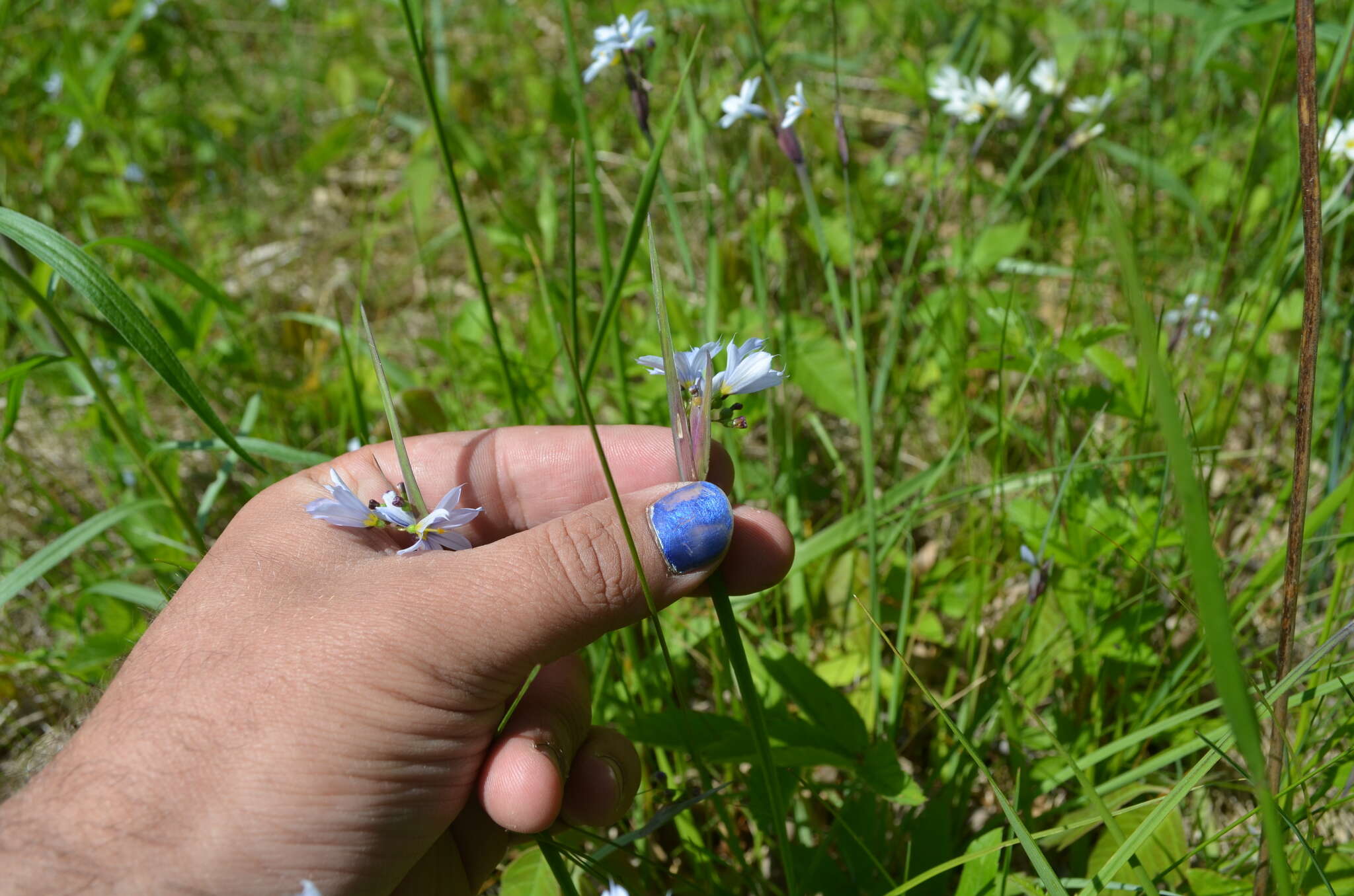 Image of white blue-eyed grass