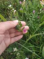 Image of Vicia sativa subsp. cordata (Hoppe) Asch. & Graebn.