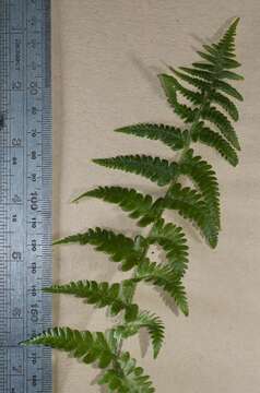 Image of male fern