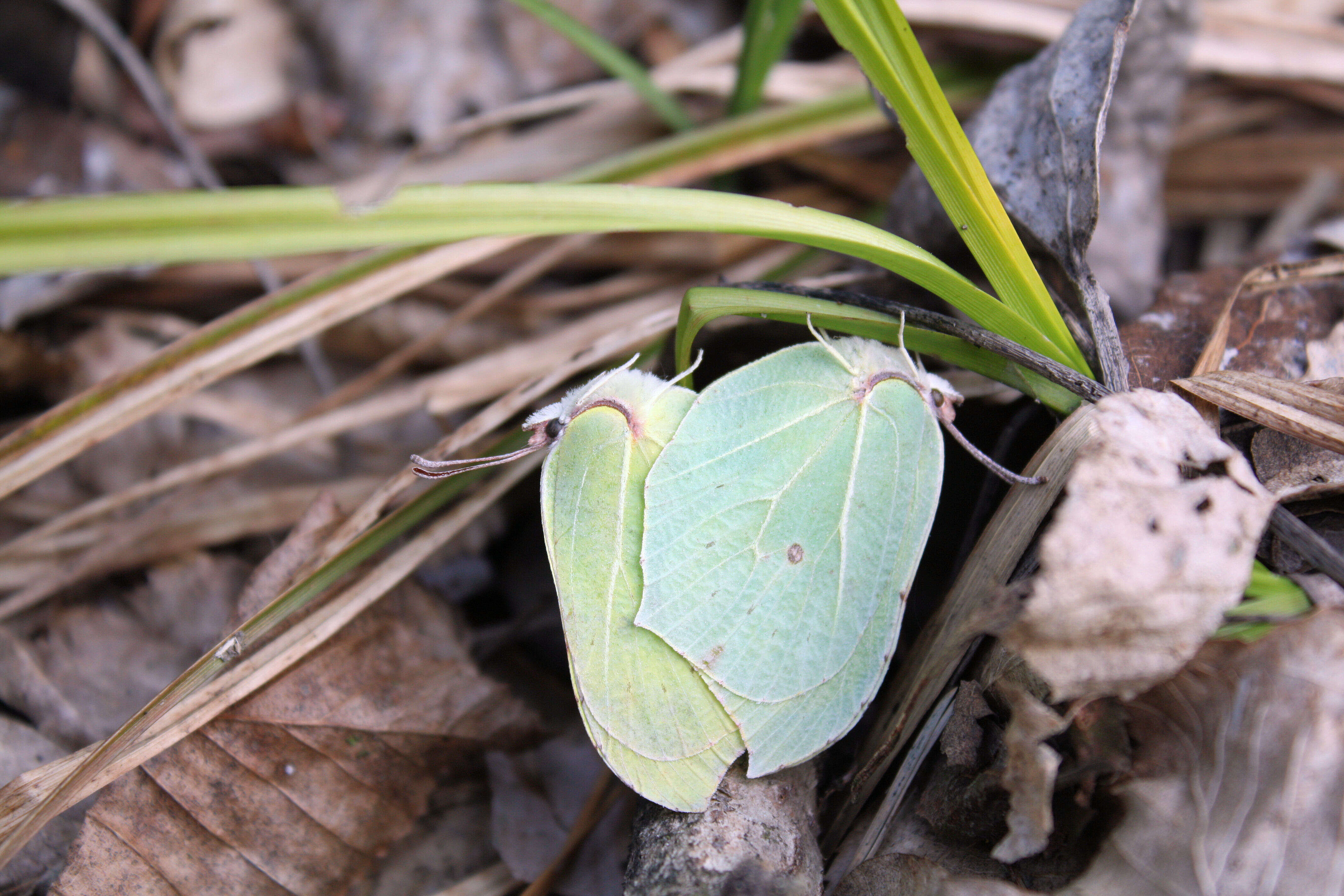 Imagem de Gonepteryx rhamni (Linnaeus 1758)