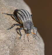 Image of Psapharus ruficornis (Blackburn 1893)