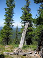 Image of Siberian pine