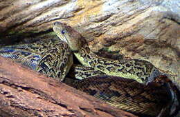 Image of Cuban Boa