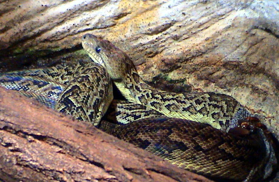 Image of Cuban Boa