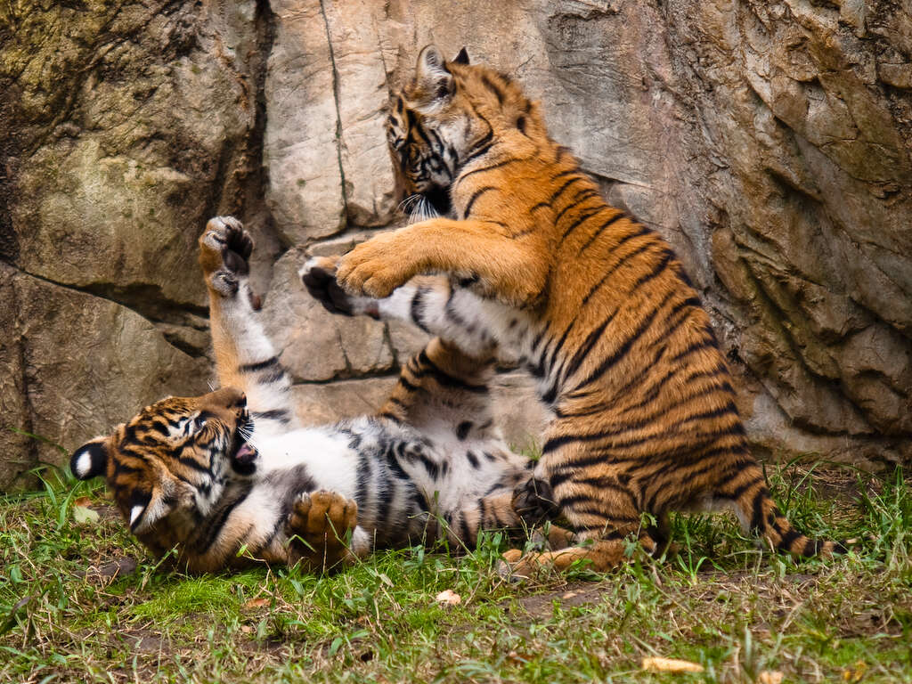 Image of Panthera tigris jacksoni