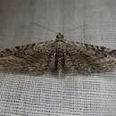 Eupithecia parallelaria Bohatsch 1893 resmi