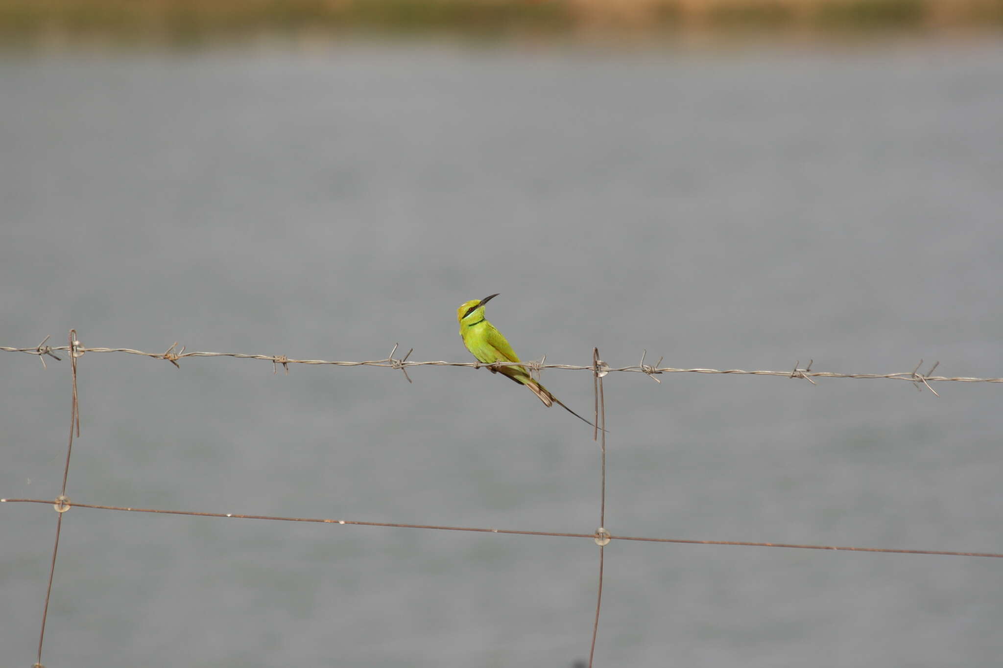 Image de Merops viridissimus viridissimus Swainson 1837