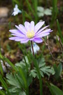 Image of Balkan Anemone