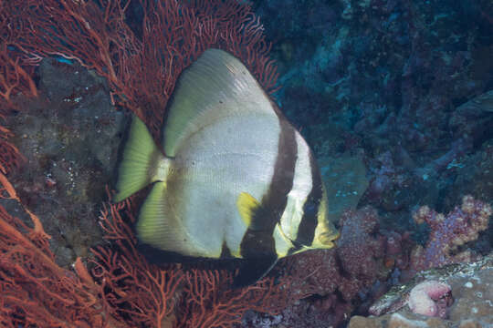 Image of Longfin batfish