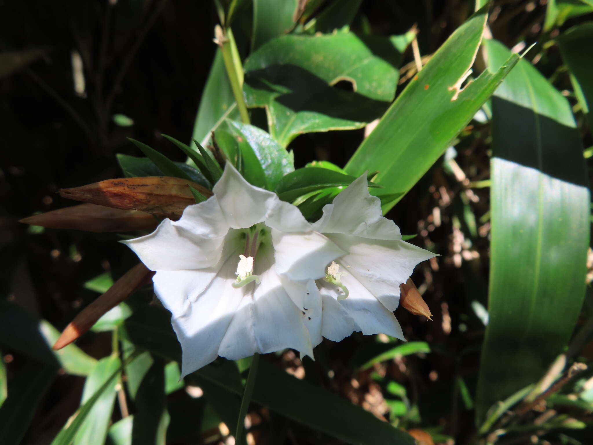 Image of Tripterospermum alutaceifolium (T. S. Liu & C. C. Kuo) J. Murata