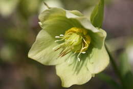 Image of lenten-rose