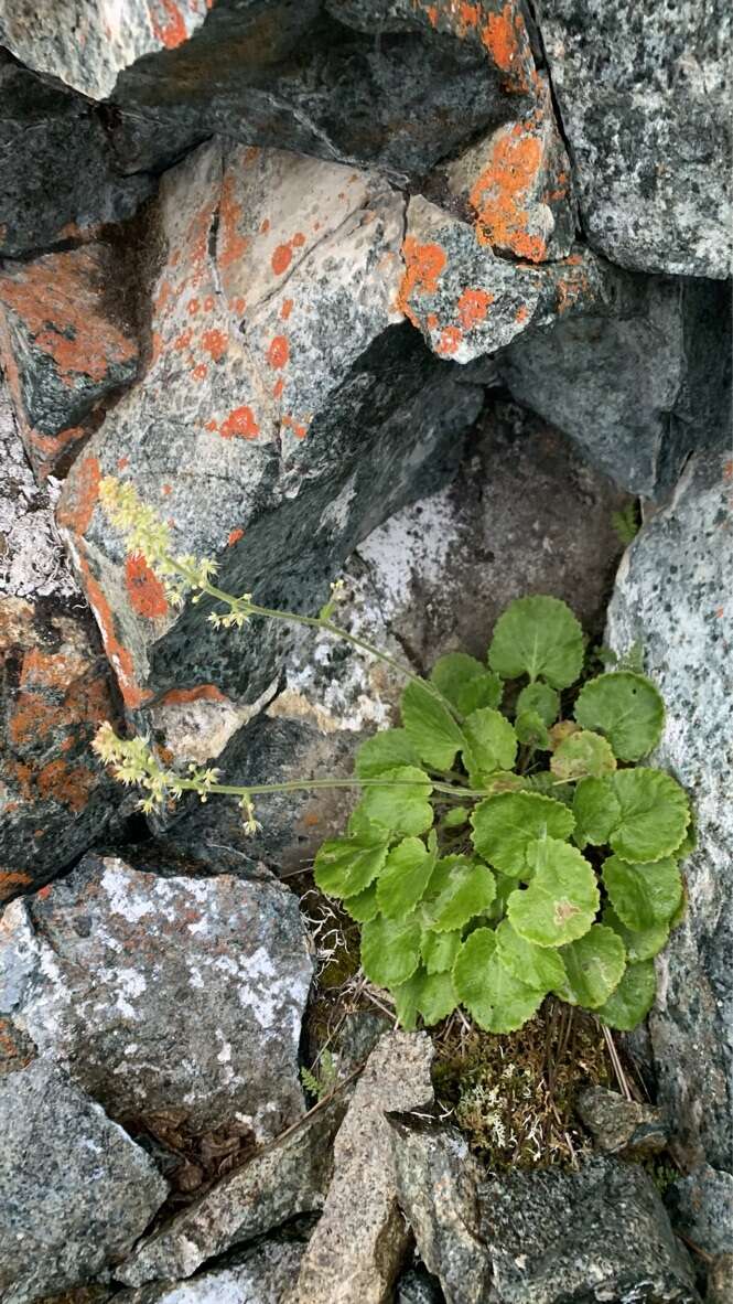 Image of spiked saxifrage