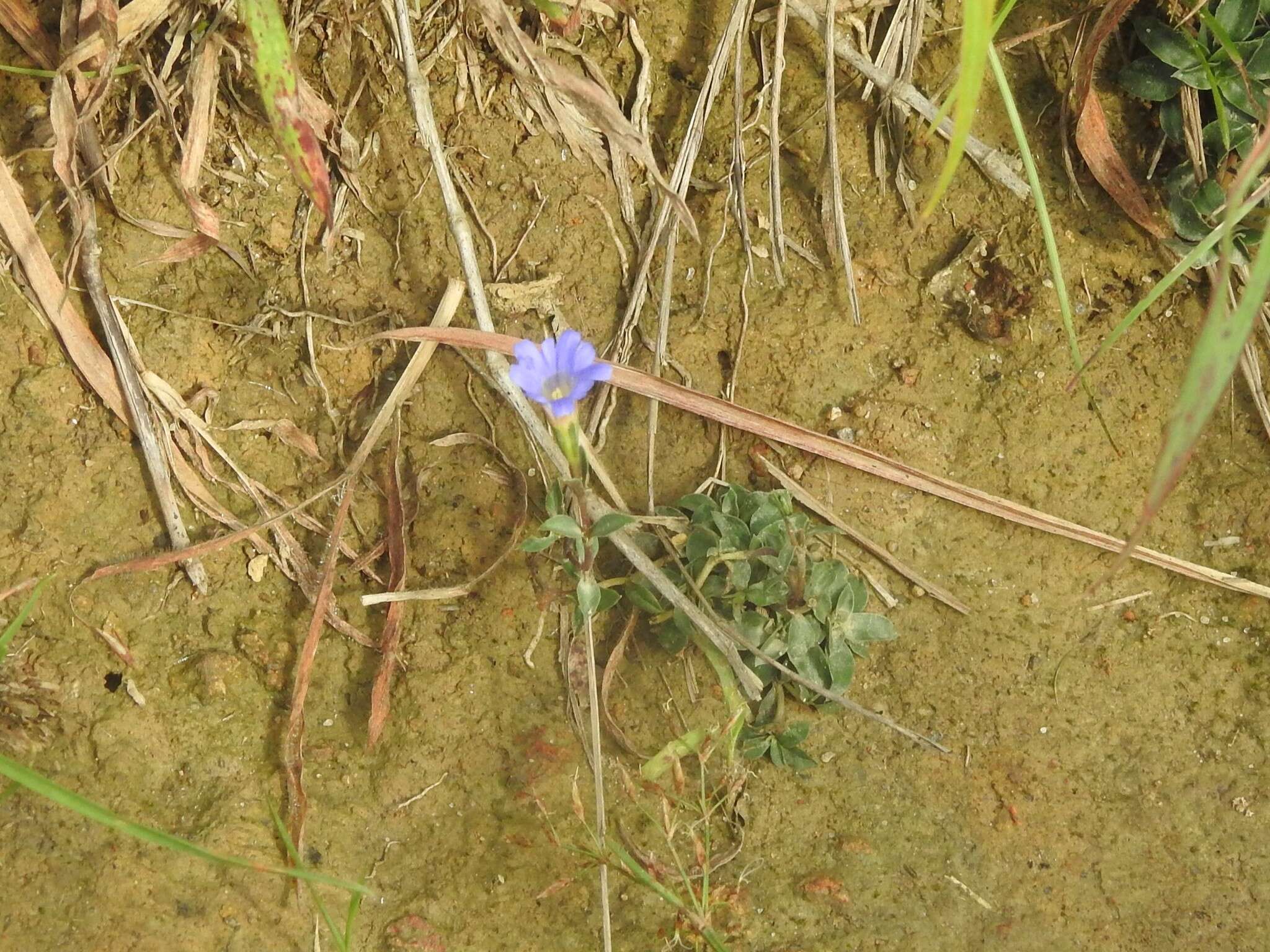 صورة <i>Gentiana loureiroi</i> (G. Don) Grisebach