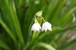 Image of Loddon lily