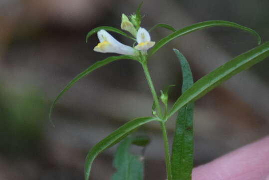 Imagem de Melampyrum pratense L.