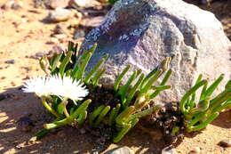 Monilaria obconica H. D. Ihlenfeldt & S. Jorgensen resmi