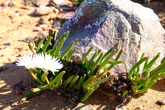 صورة Monilaria obconica H. D. Ihlenfeldt & S. Jorgensen