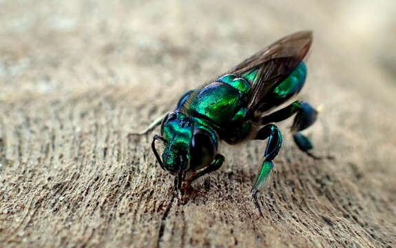 Image of Euglossa imperialis Cockerell 1922