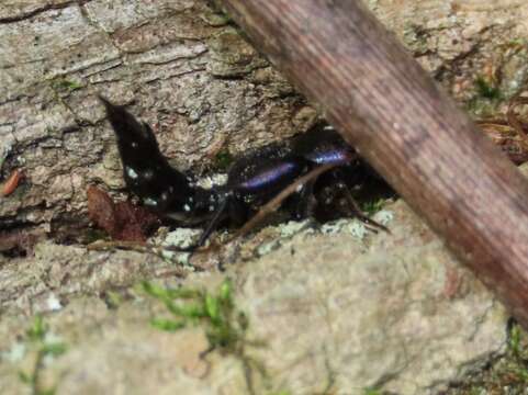 Image of Platydracus violaceus (Gravenhorst 1802)