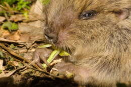 Image of Ctenomys lami Freitas 2001