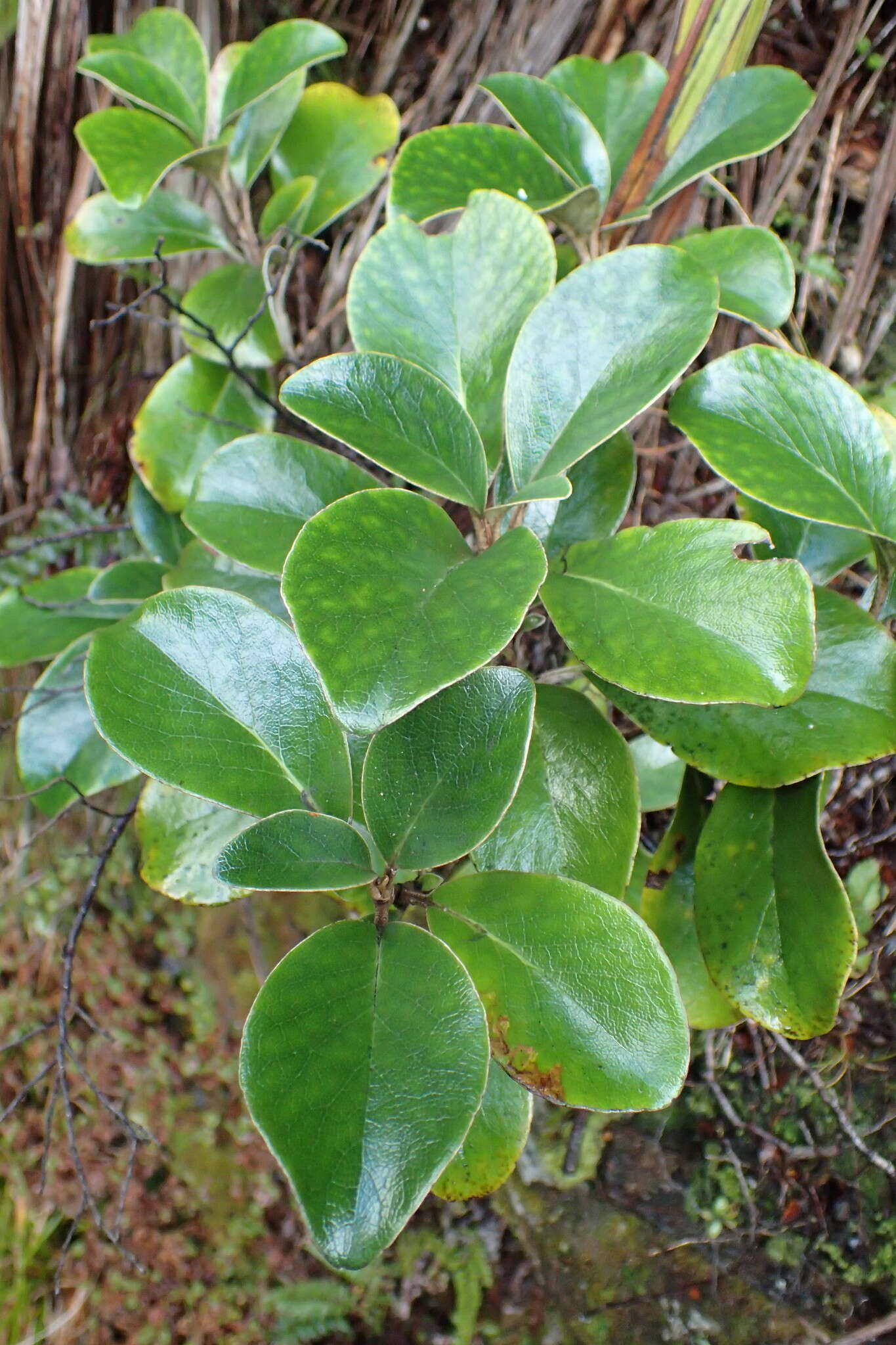 Image of Brachyglottis buchananii (J. B. Armstr.) B. Nord.