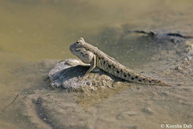 Image of Walton&#39;s mudskipper