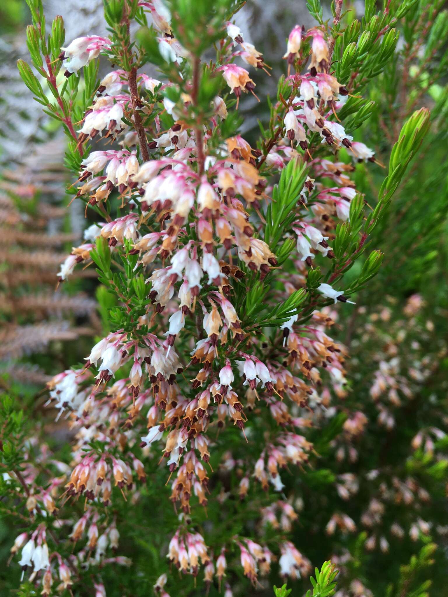 Image of Erica fuscescens (Klotzsch) E. G. H. Oliver