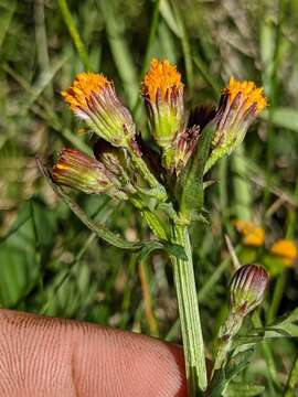 Image of Rayless Alpine Groundsel