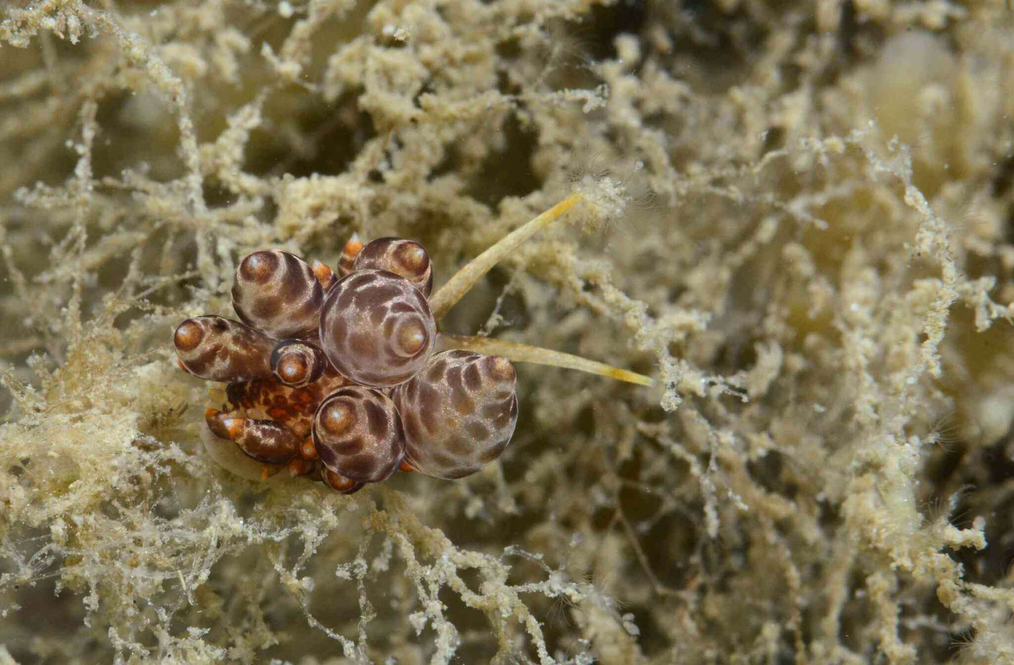 Image of Amphorina andra Korshunova, Malmberg, Prkić, Petani, Fletcher, Lundin & Martynov 2020