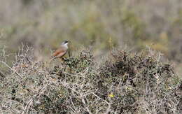 Image de Curruca conspicillata (Temminck 1820)