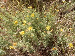 Image of hoary false goldenaster