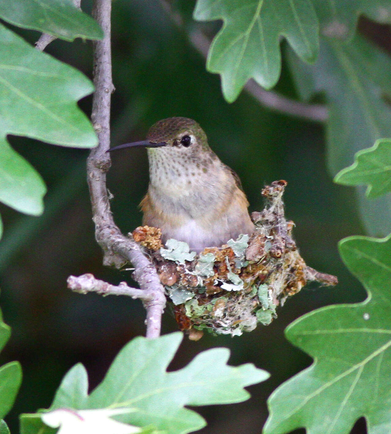 Imagem de Selasphorus platycercus (Swainson 1827)