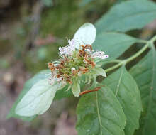 Image of hoary mountainmint